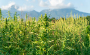 Sustainability starts with cannabis farms