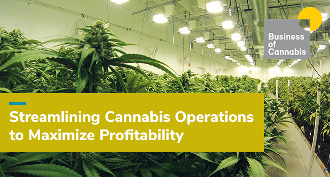 Streamlining Cannabis Operations to Maximize Profitability