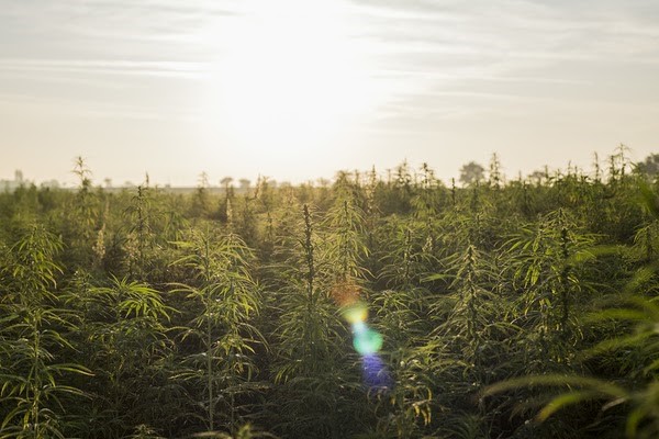 ensuring hemp production compliance