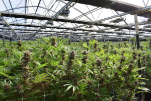 How to Build and Run a Successful Cannabis Cultivation Business