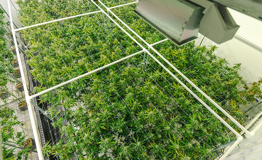 Cultivation and Extraction