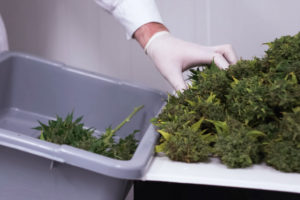 The High Cost of Disconnected Systems in the Cannabis Industry