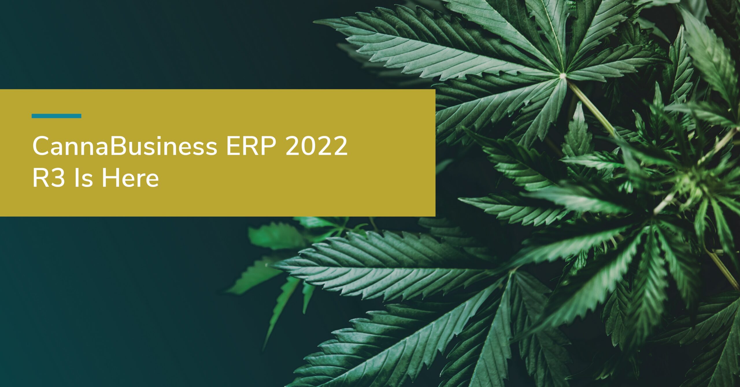 Cannabusiness ERP 2022 R3 Is Here