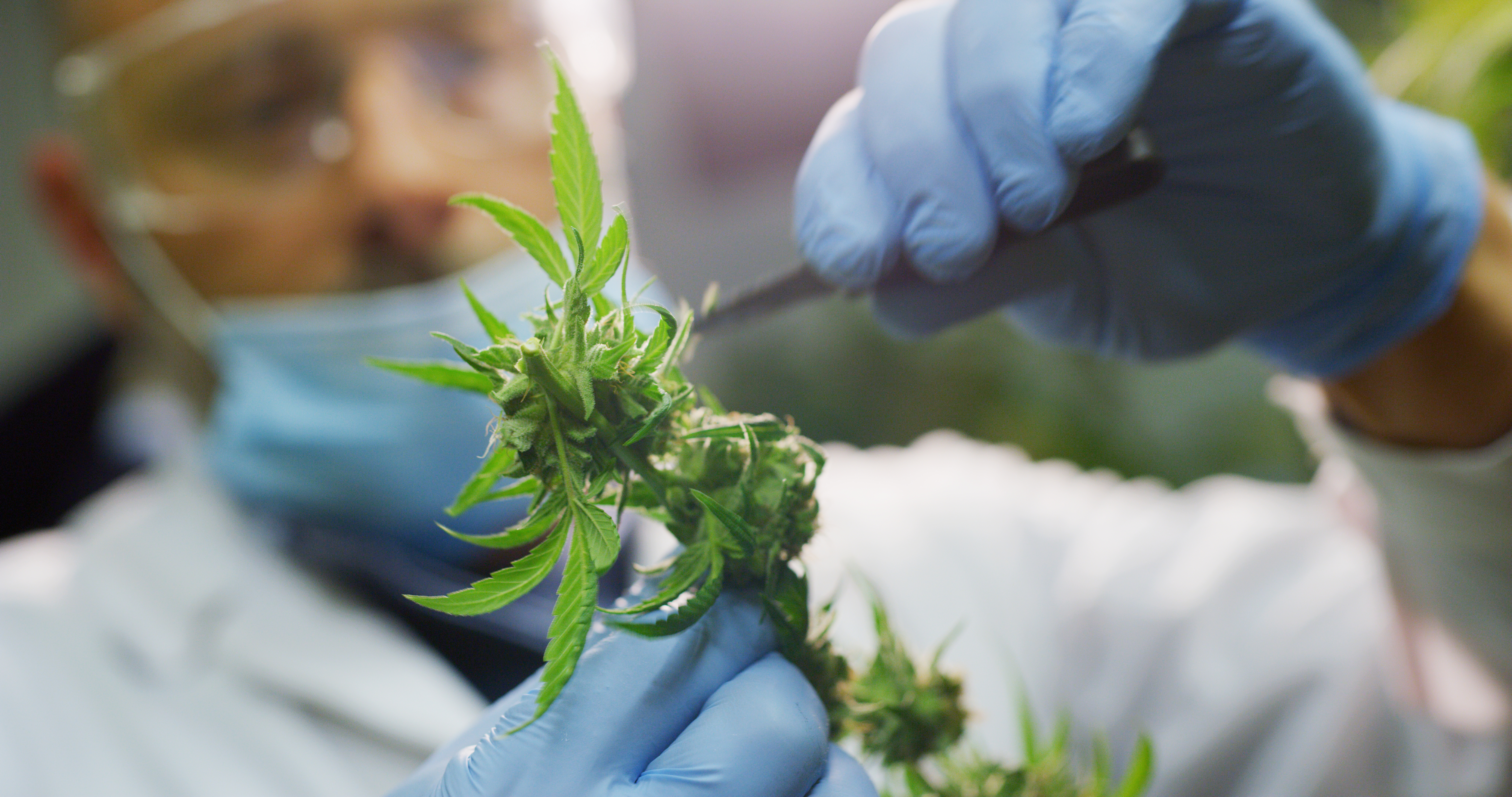 Scientist in Mask and gloves checks on the stem of a cannabis stem