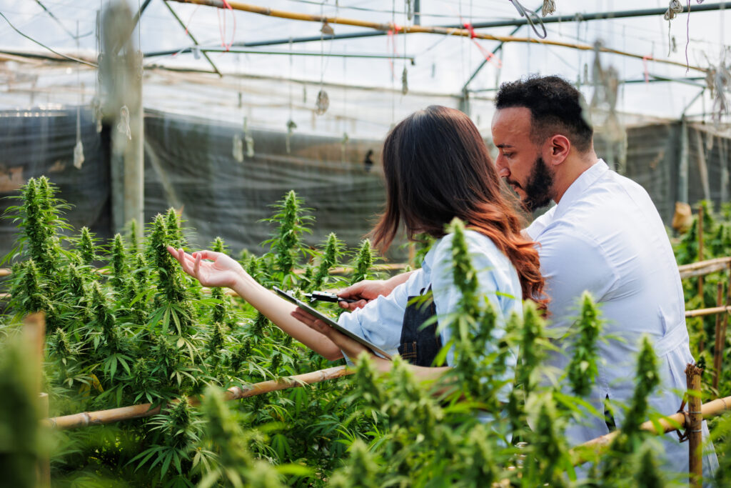 navigating compliance in cannabis with CannaBusiness ERP