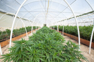CannaBusiness-Blog-What-The-New-Federal-Farm-Bill-Could-Mean-For-Your-Cannabis-Business